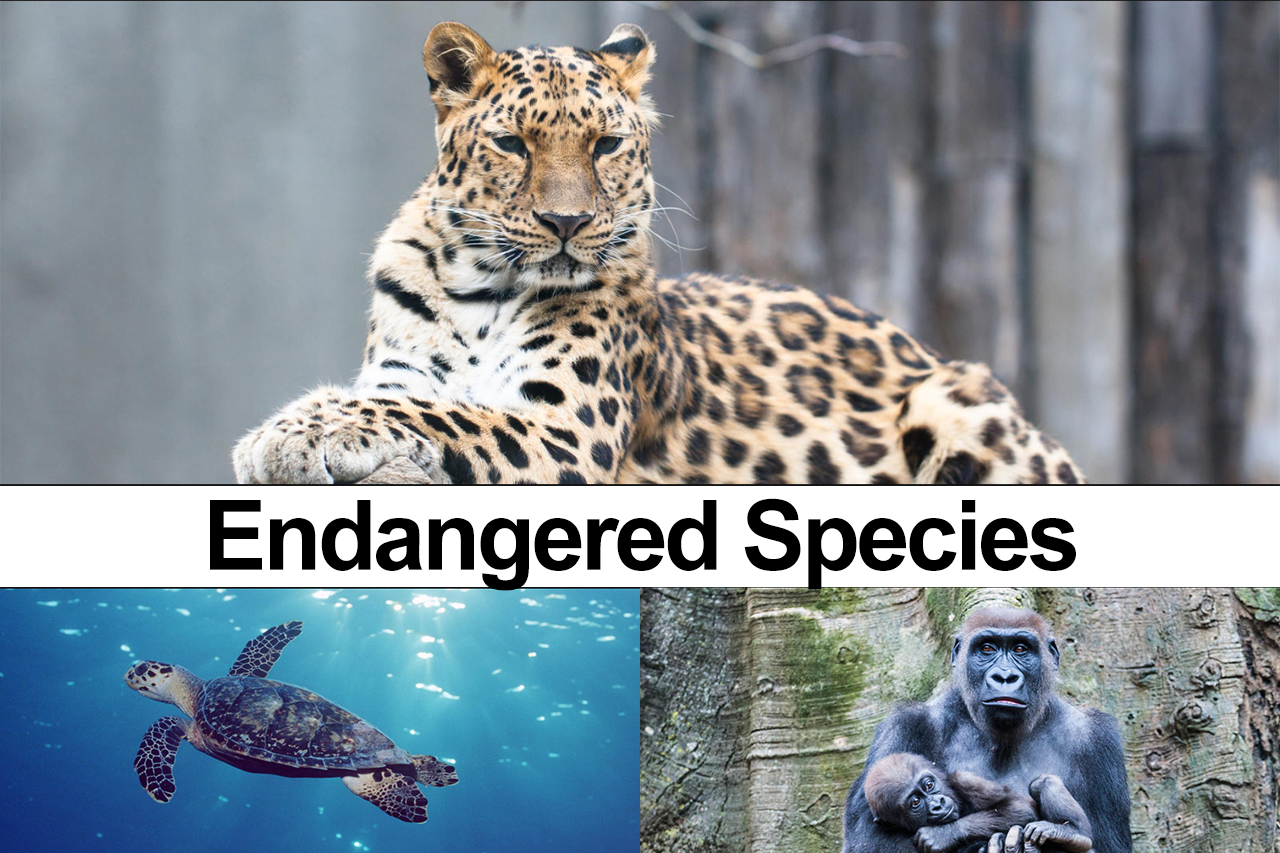 Endangered Species Day 2020: 43 Animals At Risk Of Extinction – cupsngups